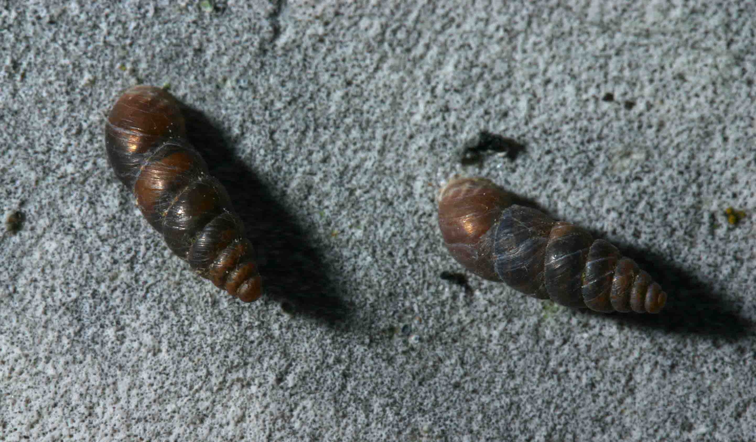 Chondrina avenacea (Bruguire, 1792)- Monte Subasio